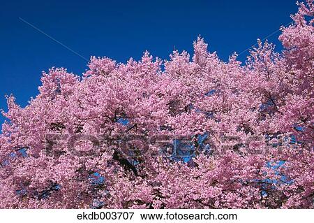 Cherry blossoms View Large Photo Image Stock Photo - Cherry blossoms. Fotosearch