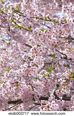 Cherry blossoms View Large Photo Image Stock Photo - Cherry blossoms. Fotosearch
