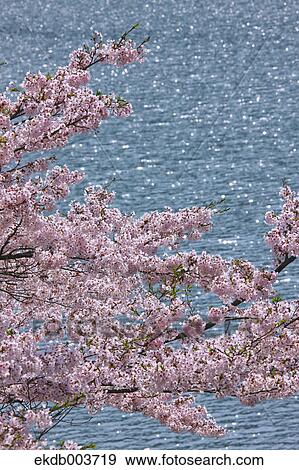 Cherry blossoms View Large Photo Image Stock Photo - Cherry blossoms. Fotosearch