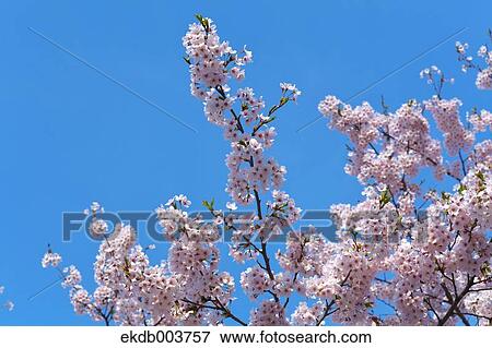 Cherry blossoms View Large Photo Image Stock Photo - Cherry blossoms. Fotosearch