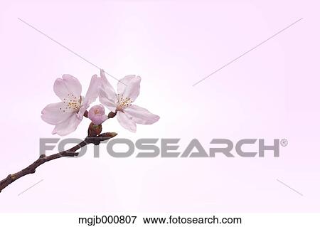 Cherry blossoms View Large Photo Image Stock Photo - Cherry blossoms. Fotosearch
