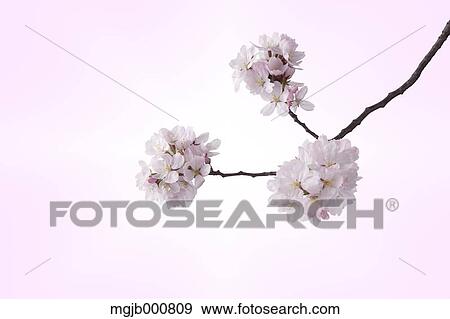 Cherry blossoms View Large Photo Image Stock Photo - Cherry blossoms. Fotosearch