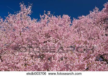 Cherry blossoms View Large Photo Image Stock Photograph - Cherry blossoms. Fotosearch