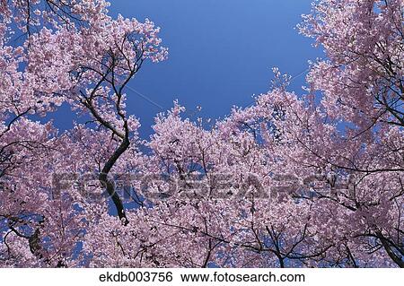 Cherry blossoms View Large Photo Image Stock Photograph - Cherry blossoms. Fotosearch