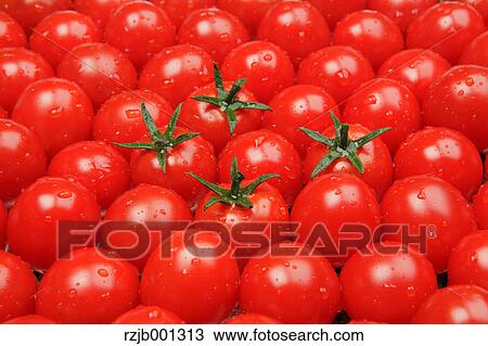 Cherry tomatoes View Large Photo Image Stock Image - Cherry tomatoes. Fotosearch