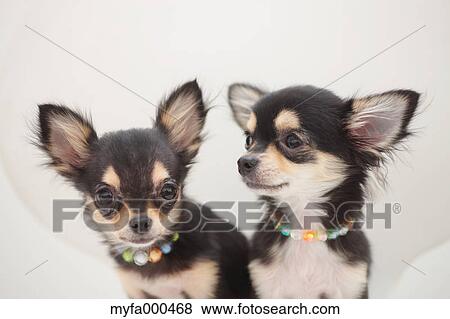 Chihuahua pets View Large Photo Image Stock Photo - Chihuahua pets. Fotosearch