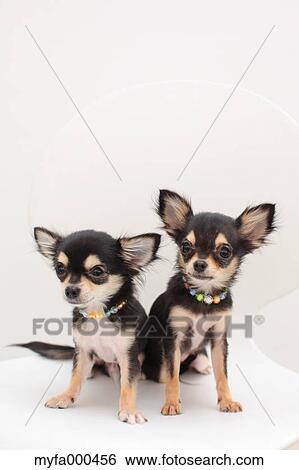 Chihuahua pets View Large Photo Image Stock Photograph - Chihuahua pets. Fotosearch