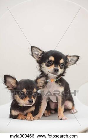 Chihuahua pets View Large Photo Image Stock Photograph - Chihuahua pets. Fotosearch