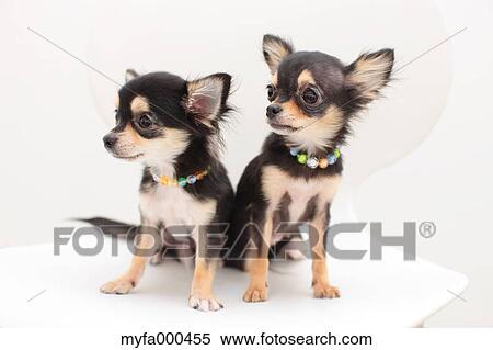 Chihuahua pets View Large Photo Image Stock Photography - Chihuahua pets. Fotosearch