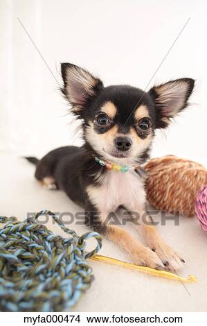 Chihuahua View Large Photo Image Picture - Chihuahua. Fotosearch