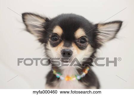 Chihuahua View Large Photo Image Stock Image - Chihuahua. Fotosearch