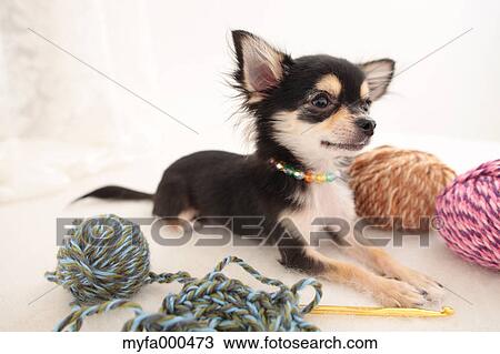 Stock Image - Chihuahua. Fotosearch