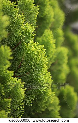 Chinese Arborvitae View Large Photo Image Stock Photograph - Chinese Arborvitae. Fotosearch