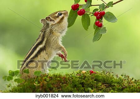 Picture - Chipmunk eating red berries. Fotosearch