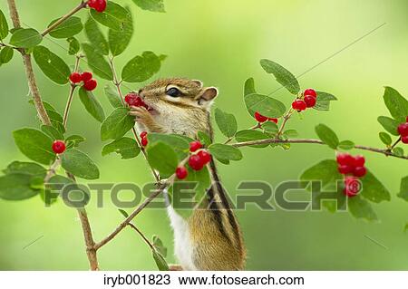 Stock Image - Chipmunk eating red berries. Fotosearch