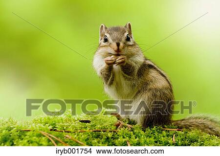 Chipmunk View Large Photo Image Picture - Chipmunk. Fotosearch