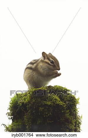 Picture - Chipmunk. Fotosearch