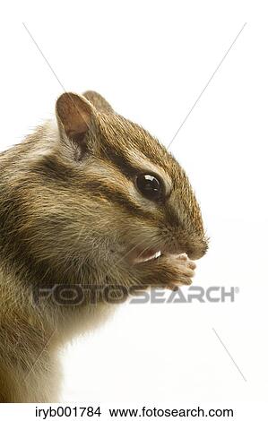 Chipmunk View Large Photo Image Picture - Chipmunk. Fotosearch