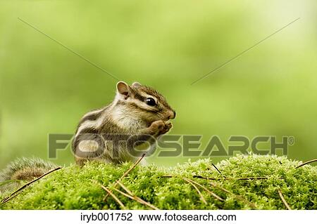 Chipmunk View Large Photo Image Stock Image - Chipmunk. Fotosearch