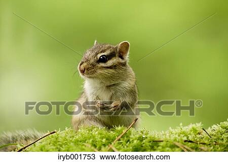 Chipmunk View Large Photo Image Stock Image - Chipmunk. Fotosearch