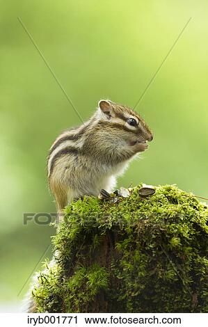 Chipmunk View Large Photo Image Stock Image - Chipmunk. Fotosearch