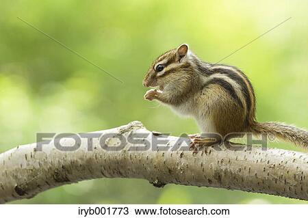 Chipmunk View Large Photo Image Stock Image - Chipmunk. Fotosearch