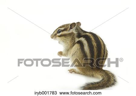 Chipmunk View Large Photo Image Stock Image - Chipmunk. Fotosearch