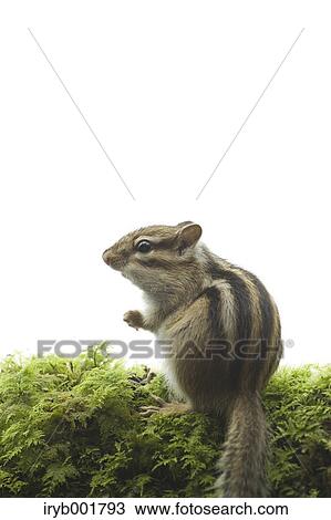 Chipmunk View Large Photo Image Stock Image - Chipmunk. Fotosearch