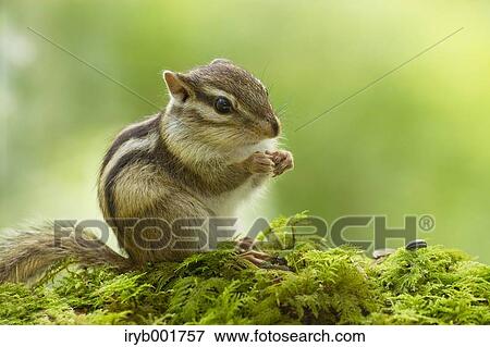 Chipmunk View Large Photo Image Stock Photo - Chipmunk. Fotosearch