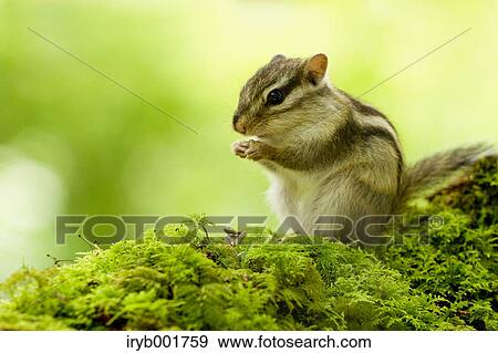 Stock Photo - Chipmunk. Fotosearch