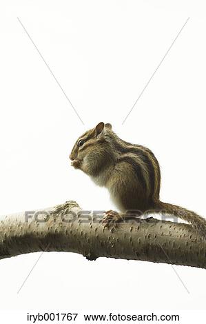 Chipmunk View Large Photo Image Stock Photo - Chipmunk. Fotosearch