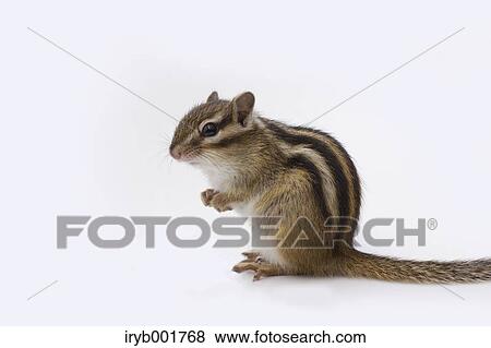 Stock Photo - Chipmunk. Fotosearch