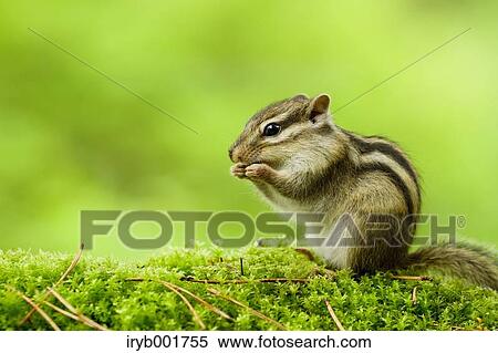 Chipmunk View Large Photo Image Stock Photography - Chipmunk. Fotosearch