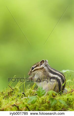 Chipmunk View Large Photo Image Stock Photography - Chipmunk. Fotosearch