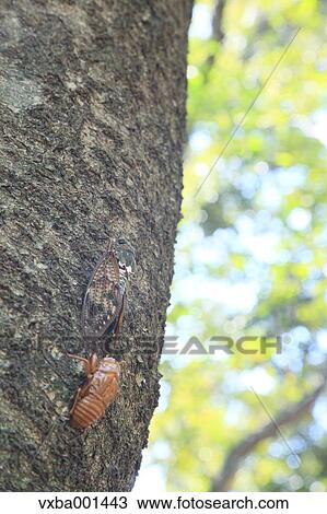 Cicada molting on cherry tree View Large Photo Image Stock Image - Cicada molting on cherry tree. Fotosearch