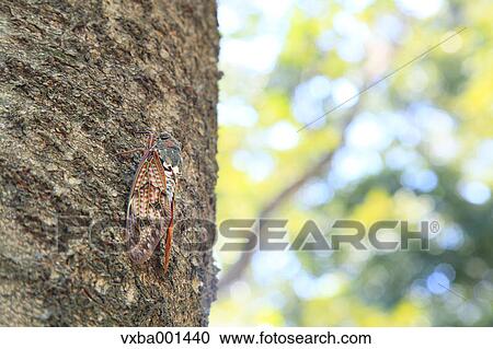 Cicada on cherry tree View Large Photo Image Stock Image - Cicada on cherry tree. Fotosearch