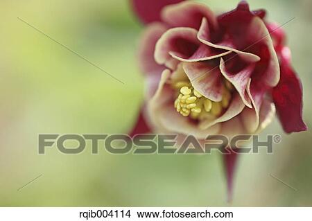 Columbine View Large Photo Image Picture - Columbine. Fotosearch