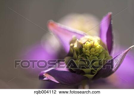 Columbine View Large Photo Image Stock Image - Columbine. Fotosearch