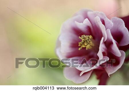 Columbine View Large Photo Image Stock Image - Columbine. Fotosearch