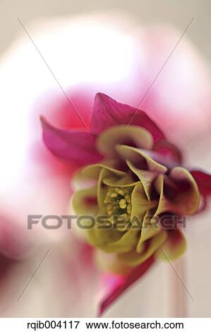 Stock Photo - Columbine. Fotosearch