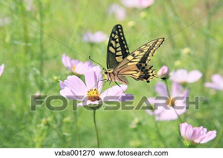 Cosmos and swallowtail butterfly View Large Photo Image Stock Image - Cosmos and swallowtail butterfly. Fotosearch