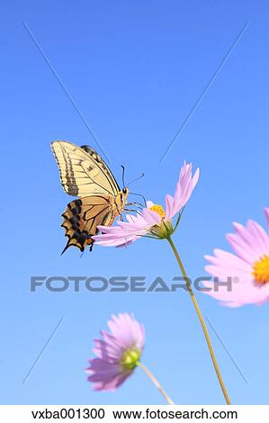Cosmos and swallowtail butterfly View Large Photo Image Stock Image - Cosmos and swallowtail butterfly. Fotosearch