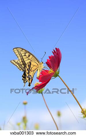 Stock Image - Cosmos and swallowtail butterfly. Fotosearch