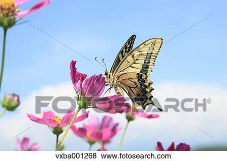 Cosmos and swallowtail butterfly View Large Photo Image Stock Photo - Cosmos and swallowtail butterfly. Fotosearch