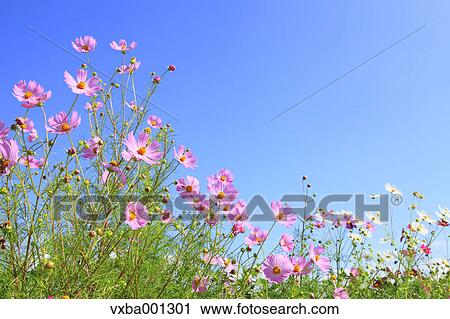 Stock Image - Cosmos. Fotosearch