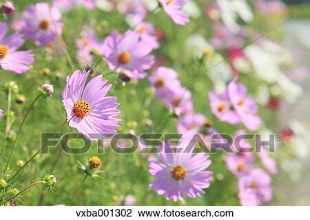 Cosmos View Large Photo Image Stock Image - Cosmos. Fotosearch