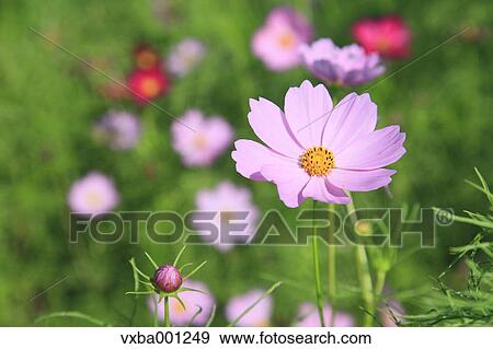 Stock Photo - Cosmos. Fotosearch