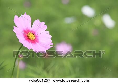 Cosmos View Large Photo Image Stock Photo - Cosmos. Fotosearch
