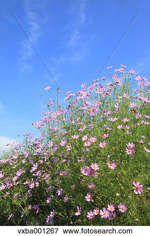 Stock Photo - Cosmos. Fotosearch