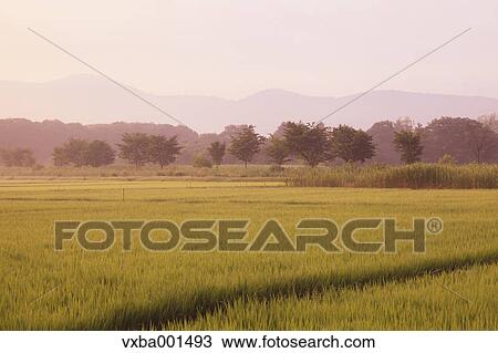 Countryside at summer, Yamanashi Prefecture View Large Photo Image Stock Image - Countryside at summer, Yamanashi Prefecture. Fotosearch